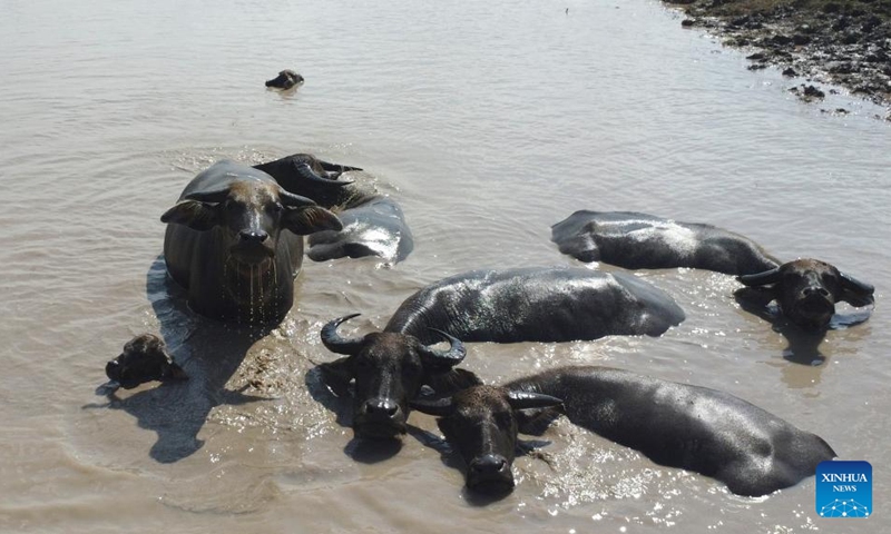 An aerial drone photo shows a herd of swamp buffalo at Tanjung Senai village in Ogan Ilir regency, South Sumatra province, Indonesia, Aug. 2, 2025. Indonesia has high genetic resources of local swamp buffalo with good adaptation across regions. However, these animals decline in both population and genetic quality. Photo: Xinhua