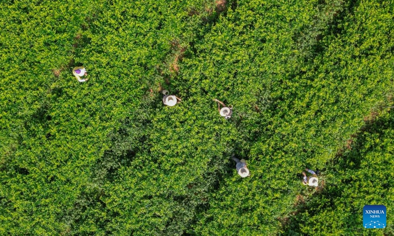 An aerial drone photo taken on Aug. 2, 2025 shows a vine tea plantation in Laifeng County of Enshi Tujia and Miao Autonomous Prefecture, central China's Hubei Province. Laifeng County has leveraged comprehensive industrial chain development to optimize the business ecosystem for vine tea cultivation. The county has expanded its vine tea plantations to 102,000 mu (about 6,800 hectares), generating an annual output value of 2.253 billion yuan (about 321.4 million U.S. dollars). The industry has lifted household incomes for over 20,000 rural families. Photo: Xinhua