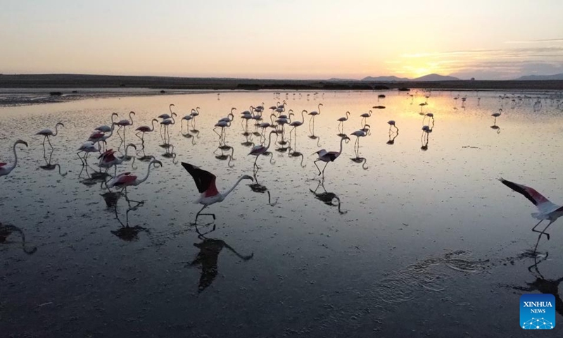 Flamingos are seen at Sel Kapani Dam Lake in Ankara, Türkiye, on Aug. 2, 2025. (Mustafa Kaya/Handout via Xinhua)