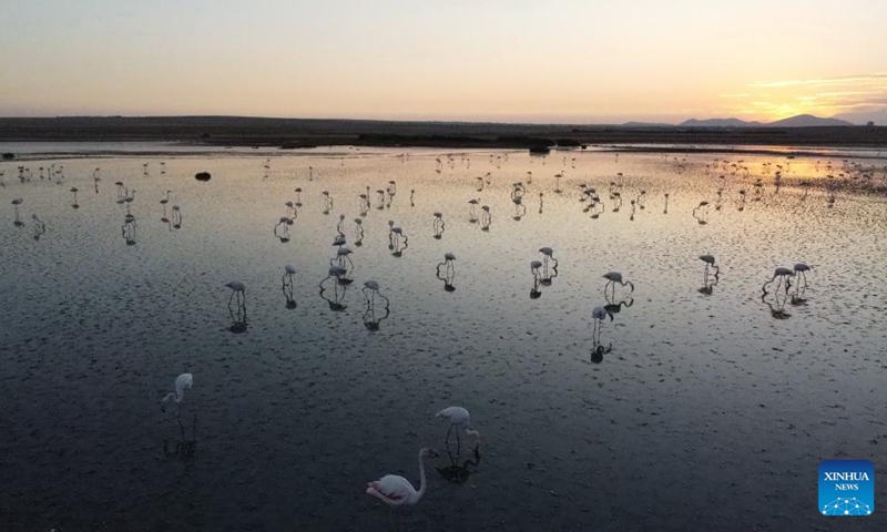 Flamingos are seen at Sel Kapani Dam Lake in Ankara, Türkiye, on Aug. 2, 2025. (Mustafa Kaya/Handout via Xinhua)