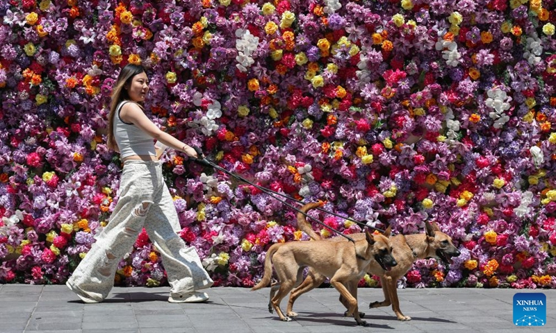 A woman walks her dogs under the sunshine in Jiangbei District, southwest China's Chongqing Municipality, Aug. 2, 2025. Chongqing issued a heatwave alert on Saturday, with high temperature hitting 40-43 degrees Celsius. Photo: Xinhua