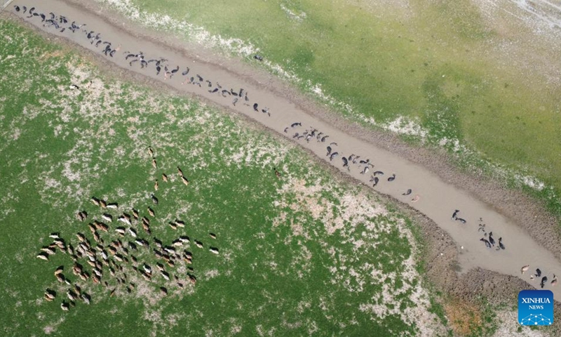 An aerial drone photo shows a herd of swamp buffalo at Tanjung Senai village in Ogan Ilir regency, South Sumatra province, Indonesia, Aug. 2, 2025. Indonesia has high genetic resources of local swamp buffalo with good adaptation across regions. However, these animals decline in both population and genetic quality. Photo: Xinhua