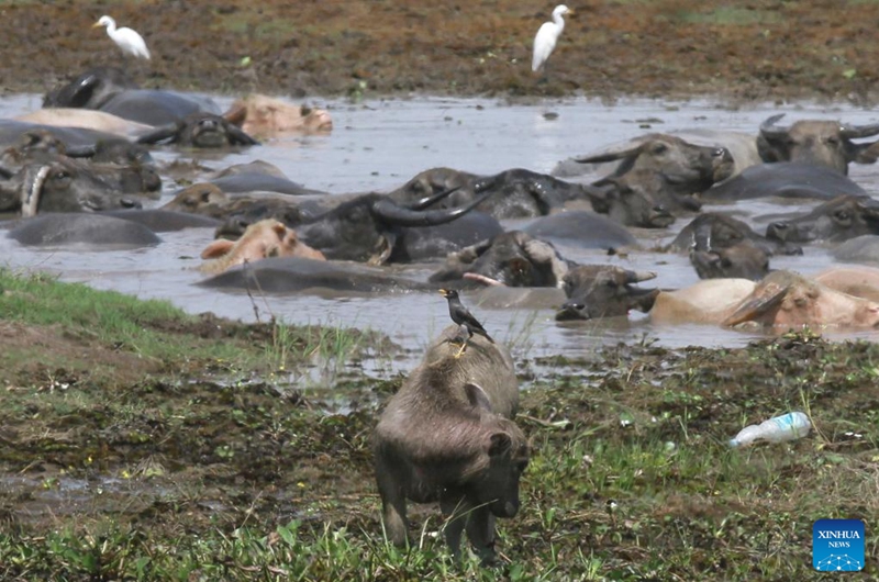 This photo shows a herd of swamp buffalo at Tanjung Senai village in Ogan Ilir regency, South Sumatra province, Indonesia, Aug. 2, 2025. Indonesia has high genetic resources of local swamp buffalo with good adaptation across regions. However, these animals decline in both population and genetic quality. Photo: Xinhua
