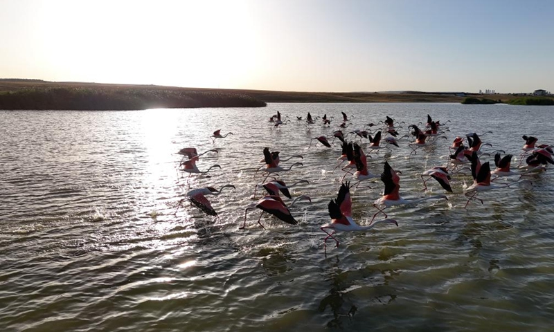Flamingos are seen at Sel Kapani Dam Lake in Ankara, Türkiye, on Aug. 2, 2025. (Mustafa Kaya/Handout via Xinhua)