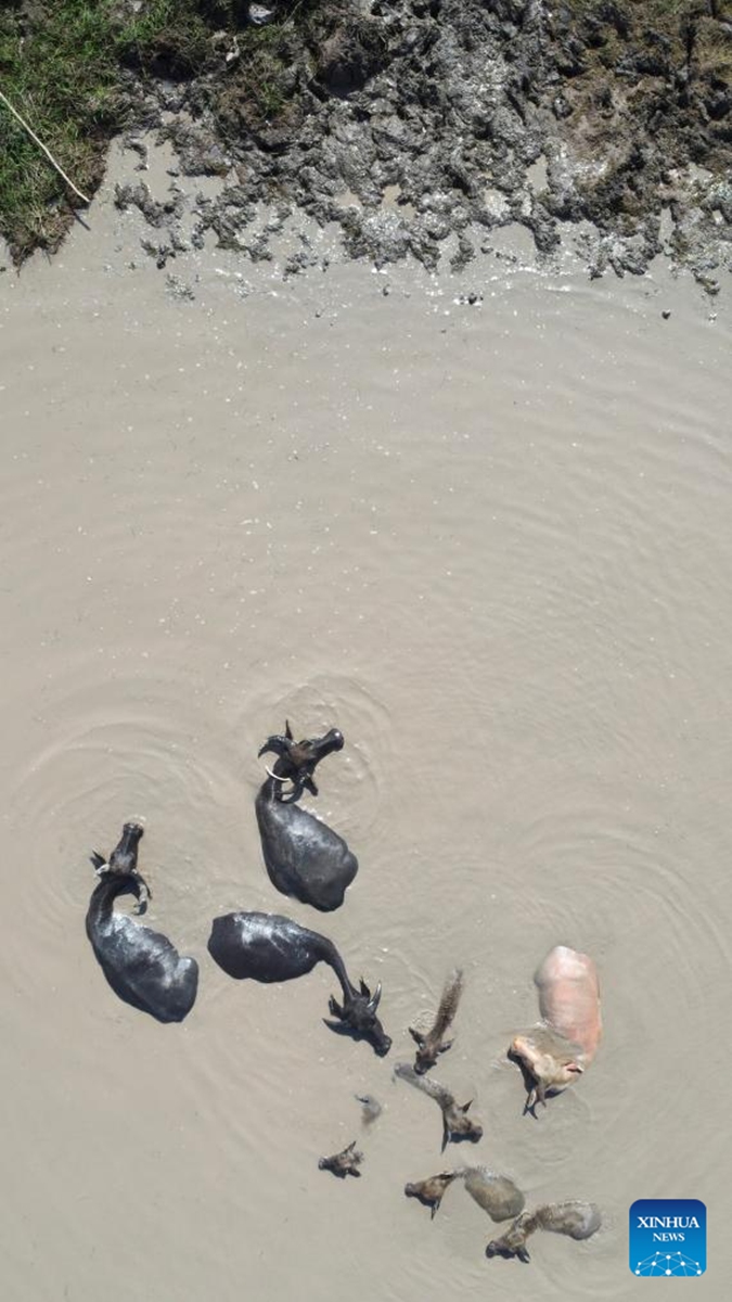 An aerial drone photo shows a herd of swamp buffalo at Tanjung Senai village in Ogan Ilir regency, South Sumatra province, Indonesia, Aug. 2, 2025. Indonesia has high genetic resources of local swamp buffalo with good adaptation across regions. However, these animals decline in both population and genetic quality. Photo: Xinhua