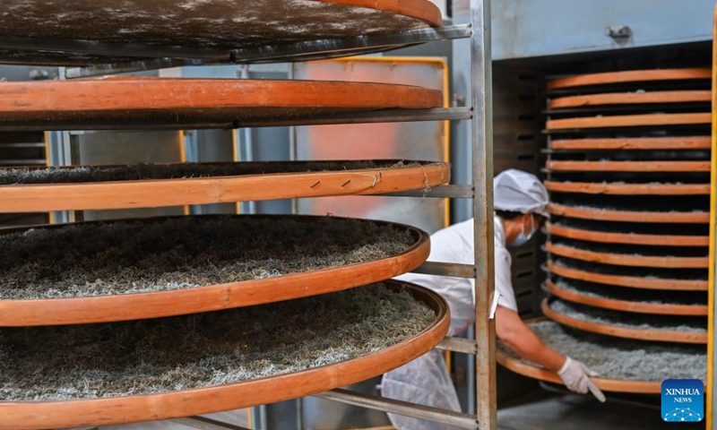 A worker puts vine tea into a drying machine at a workshop in Laifeng County of Enshi Tujia and Miao Autonomous Prefecture, central China's Hubei Province, Aug. 1, 2025. Laifeng County has leveraged comprehensive industrial chain development to optimize the business ecosystem for vine tea cultivation. The county has expanded its vine tea plantations to 102,000 mu (about 6,800 hectares), generating an annual output value of 2.253 billion yuan (about 321.4 million U.S. dollars). The industry has lifted household incomes for over 20,000 rural families. Photo: Xinhua