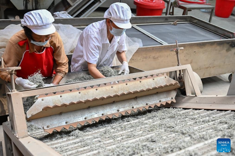 Workers sort vine tea at a workshop in Laifeng County of Enshi Tujia and Miao Autonomous Prefecture, central China's Hubei Province, Aug. 1, 2025. Laifeng County has leveraged comprehensive industrial chain development to optimize the business ecosystem for vine tea cultivation. The county has expanded its vine tea plantations to 102,000 mu (about 6,800 hectares), generating an annual output value of 2.253 billion yuan (about 321.4 million U.S. dollars). The industry has lifted household incomes for over 20,000 rural families. Photo: Xinhua