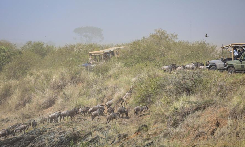 Wildebeests reach the opposite bank of the Mara River in the Masai Mara National Reserve in Kenya, on July 30, 2025. Photo: Xinhua