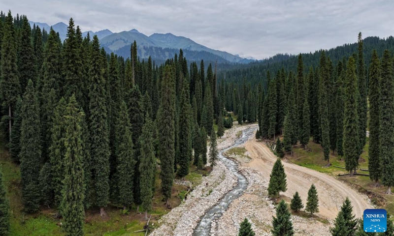 A drone photo taken on Aug. 2, 2025 shows spruce trees at Koldeneng in Gongliu County of Ili Kazak Autonomous Prefecture, northwest China's Xinjiang Uygur Autonomous Region. Photo: Xinhua