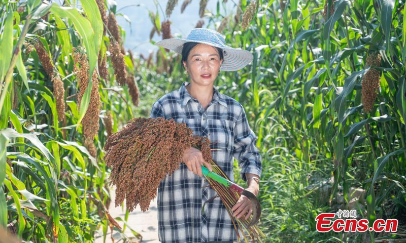 A farmer harvests sorghum in the filed at Meijiuhe Town, Zunyi City, Guizhou Province. File photo: China News Service