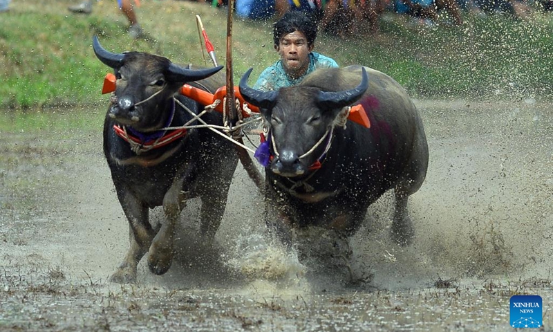 A racer competes during a buffalo race to celebrate the start of paddy-sowing season in Chonburi, Thailand, Aug. 3, 2025. Photo: Xinhua