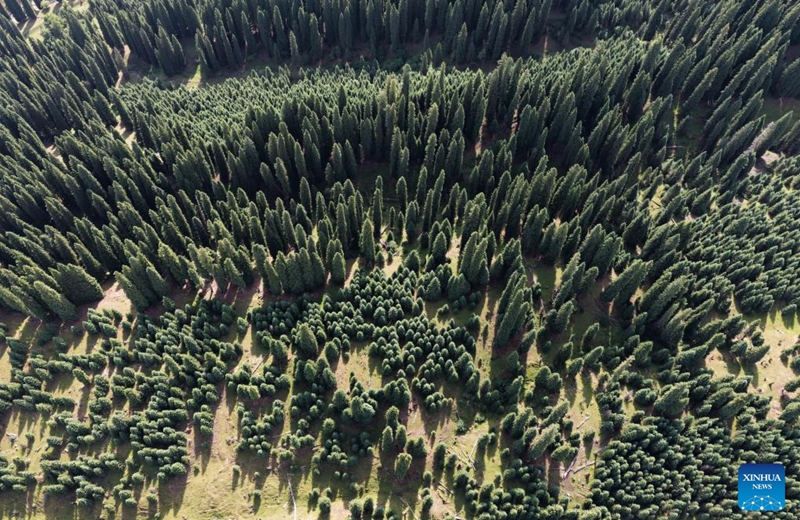 An aerial drone photo taken on Aug. 2, 2025 shows spruce trees at Koldeneng in Gongliu County of Ili Kazak Autonomous Prefecture, northwest China's Xinjiang Uygur Autonomous Region. Photo: Xinhua