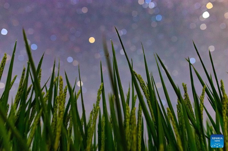 This photo taken on July 25, 2025 shows a paddy field under the starry sky in Yanshan Town of Fujin City, northeast China's Heilongjiang Province. Heilongjiang Province, a major agricultural producer dubbed China's grain barn, have seen its crops enter the ripening stage recently. Photo: Xinhua