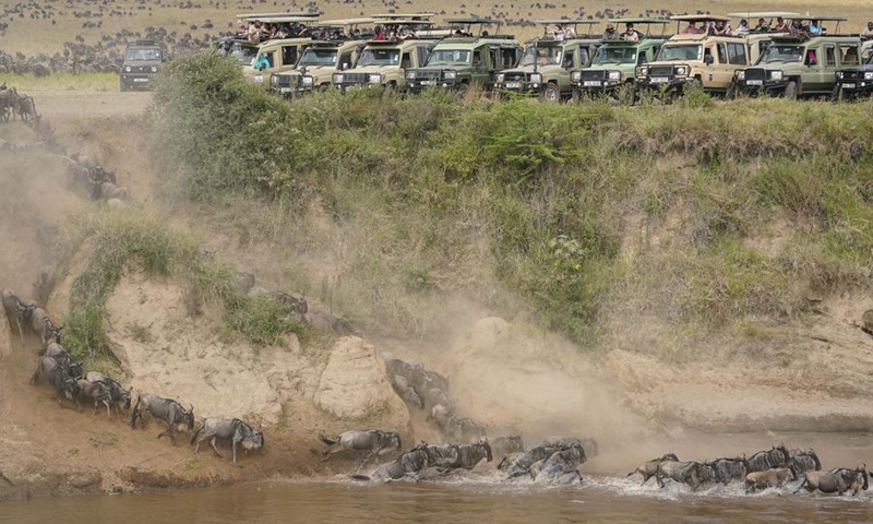 Tourists gather near the Mara River to watch wildebeests crossing in the Masai Mara National Reserve in Kenya, July 30, 2025. Photo: Xinhua