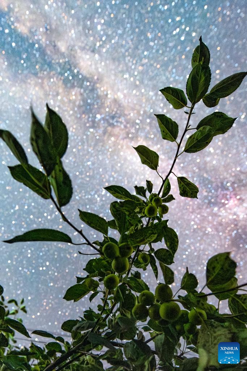 This photo taken on July 28, 2025 shows fruits under the starry sky in Dayushu Town of Fujin City, northeast China's Heilongjiang Province. Heilongjiang Province, a major agricultural producer dubbed China's grain barn, have seen its crops enter the ripening stage recently. Photo: Xinhua