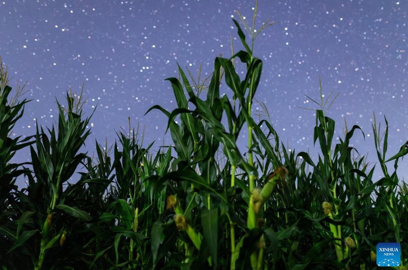 This photo taken on Aug. 2, 2025 shows corns under the starry sky in Tangyuan County of Jiamusi City, northeast China's Heilongjiang Province. Heilongjiang Province, a major agricultural producer dubbed China's grain barn, have seen its crops enter the ripening stage recently. Photo: Xinhua