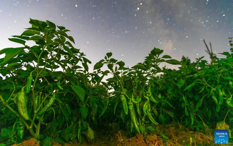 This photo taken on July 26, 2025 shows chillies in a field under the starry sky in Lianjiangkou Town of Jiamusi City, northeast China's Heilongjiang Province. Heilongjiang Province, a major agricultural producer dubbed China's grain barn, have seen its crops enter the ripening stage recently. Photo: Xinhua