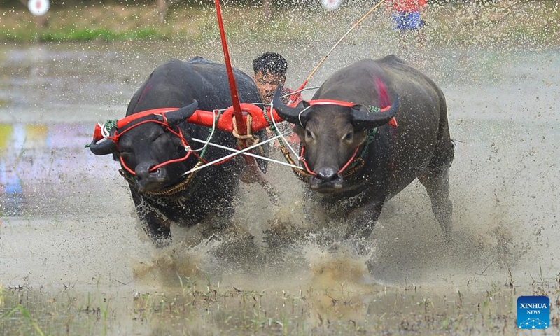 A racer competes during a buffalo race to celebrate the start of paddy-sowing season in Chonburi, Thailand, Aug. 3, 2025. Photo: Xinhua
