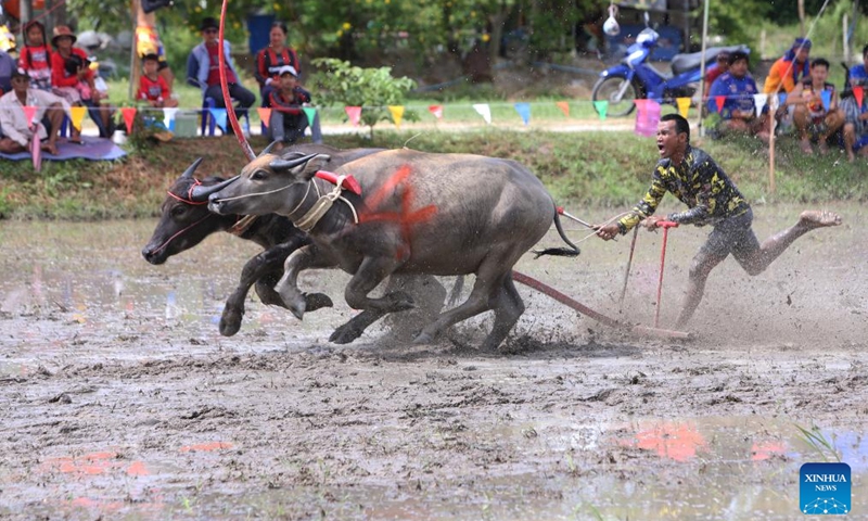 A racer competes during a buffalo race to celebrate the start of paddy-sowing season in Chonburi, Thailand, Aug. 3, 2025. Photo: Xinhua