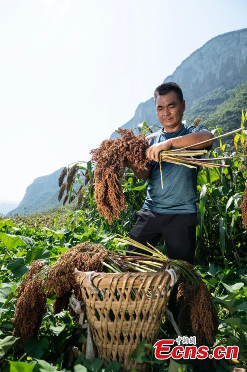 A farmer harvests sorghum in the filed at Meijiuhe Town, Zunyi City, Guizhou Province. File photo: China News Service