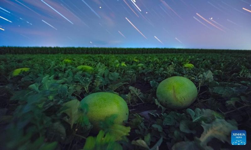 This stack composite photo taken on July 23, 2025 shows a watermelon field under the starry sky in Shangjieji Town of Fujin City, northeast China's Heilongjiang Province. Heilongjiang Province, a major agricultural producer dubbed China's grain barn, have seen its crops enter the ripening stage recently. Photo: Xinhua
