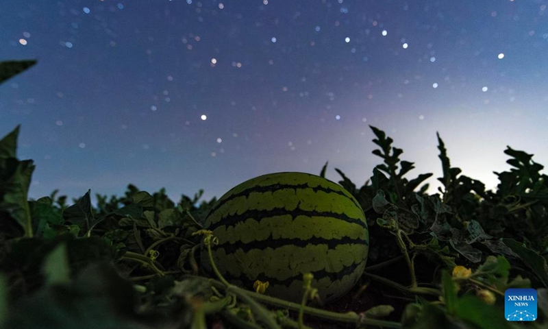 This photo taken on July 23, 2025 shows a watermelon in a field under the starry sky in Shangjieji Town of Fujin City, northeast China's Heilongjiang Province. Heilongjiang Province, a major agricultural producer dubbed China's grain barn, have seen its crops enter the ripening stage recently. Photo: Xinhua