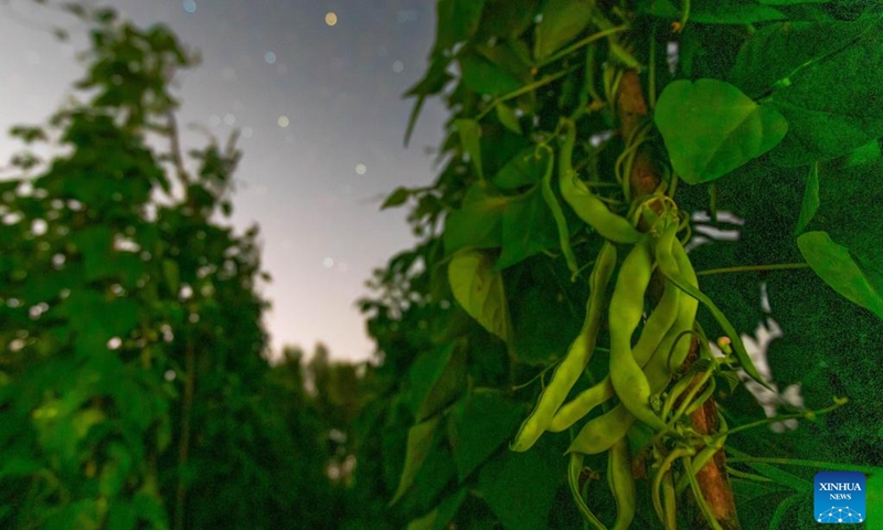 This photo taken on July 26, 2025 shows green beans in a field under the starry sky in Lianjiangkou Town of Jiamusi City, northeast China's Heilongjiang Province. Heilongjiang Province, a major agricultural producer dubbed China's grain barn, have seen its crops enter the ripening stage recently. Photo: Xinhua