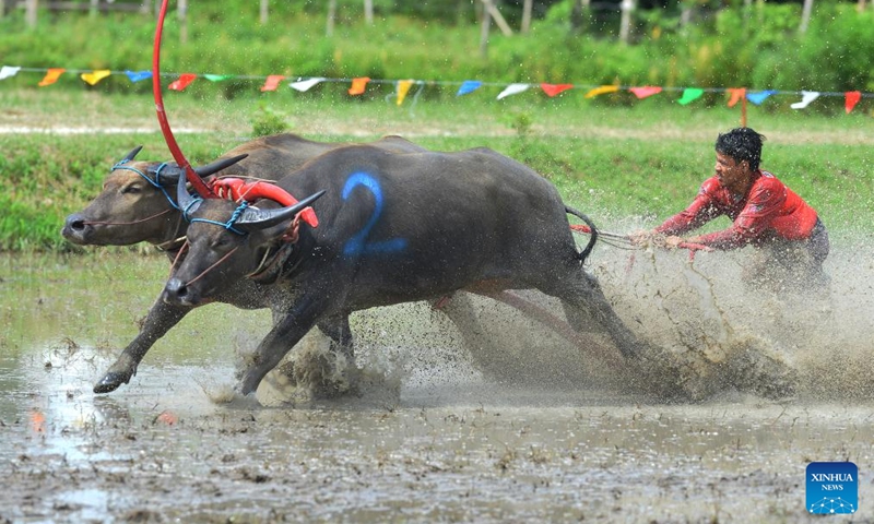 A racer competes during a buffalo race to celebrate the start of paddy-sowing season in Chonburi, Thailand, Aug. 3, 2025. Photo: Xinhua