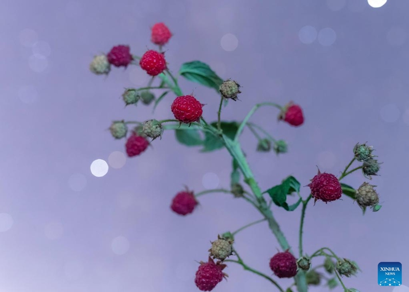 This photo taken on July 26, 2025 shows raspberries under the starry sky on the outskirt of Jiamusi City, northeast China's Heilongjiang Province. Heilongjiang Province, a major agricultural producer dubbed China's grain barn, have seen its crops enter the ripening stage recently. Photo: Xinhua