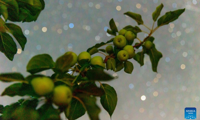 This photo taken on July 25, 2025 shows crabapples under the starry sky in Jixiang Town of Tangyuan County, Jiamusi City, northeast China's Heilongjiang Province. Heilongjiang Province, a major agricultural producer dubbed China's grain barn, have seen its crops enter the ripening stage recently. Photo: Xinhua