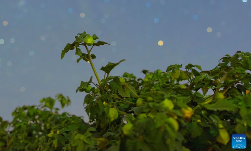 This photo taken on July 23, 2025 shows ground cherries under the starry sky in Jixian County of Shuangyashan City, northeast China's Heilongjiang Province. Heilongjiang Province, a major agricultural producer dubbed China's grain barn, have seen its crops enter the ripening stage recently. Photo: Xinhua