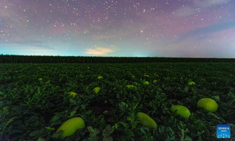This photo taken on July 23, 2025 shows watermelons in a field under the starry sky in Shangjieji Town of Fujin City, northeast China's Heilongjiang Province. Heilongjiang Province, a major agricultural producer dubbed China's grain barn, have seen its crops enter the ripening stage recently. Photo: Xinhua