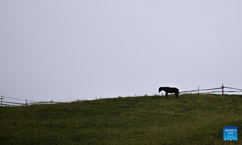 A horse forages at Koldeneng in Gongliu County of Ili Kazak Autonomous Prefecture, northwest China's Xinjiang Uygur Autonomous Region, on Aug. 2, 2025. Photo: Xinhua