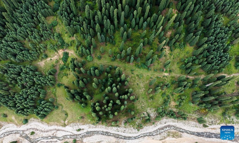 An aerial drone photo taken on Aug. 2, 2025 shows spruce trees at Koldeneng in Gongliu County of Ili Kazak Autonomous Prefecture, northwest China's Xinjiang Uygur Autonomous Region. Photo: Xinhua