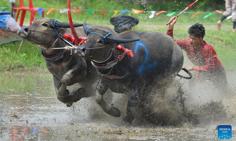 A racer competes during a buffalo race to celebrate the start of paddy-sowing season in Chonburi, Thailand, Aug. 3, 2025. Photo: Xinhua