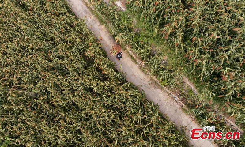 A farmer harvests sorghum in the filed at Meijiuhe Town, Zunyi City, Guizhou Province. File photo: China News Service