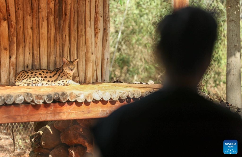 A person visits the Rabat Zoo in Rabat, Morocco, on Aug. 2, 2025. Photo: Xinhua