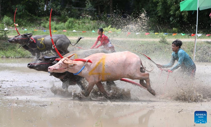 Racers compete during a buffalo race to celebrate the start of paddy-sowing season in Chonburi, Thailand, Aug. 3, 2025. Photo: Xinhua