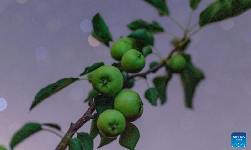 This photo taken on July 25, 2025 shows apples under the starry sky in Tangyuan County of Jiamusi City, northeast China's Heilongjiang Province. Heilongjiang Province, a major agricultural producer dubbed China's grain barn, have seen its crops enter the ripening stage recently. Photo: Xinhua