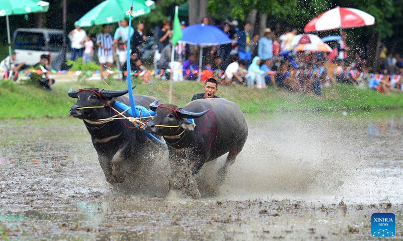 A racer competes during a buffalo race to celebrate the start of paddy-sowing season in Chonburi, Thailand, Aug. 3, 2025. Photo: Xinhua