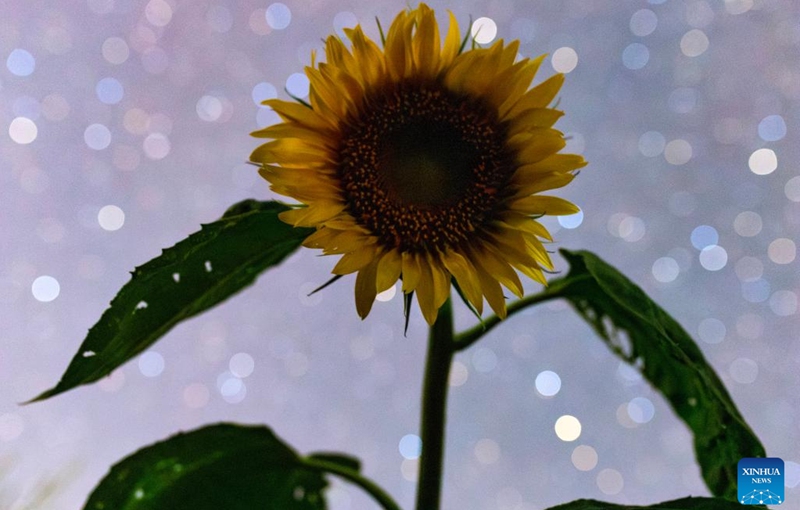 This photo taken on July 28, 2025 shows a sunflower under the starry sky in Dayushu Town of Fujin City, northeast China's Heilongjiang Province. Heilongjiang Province, a major agricultural producer dubbed China's grain barn, have seen its crops enter the ripening stage recently. Photo: Xinhua