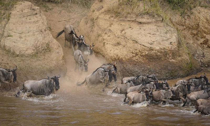 Wildebeests cross the Mara River in the Masai Mara National Reserve in Kenya, on July 30, 2025. Photo: Xinhua