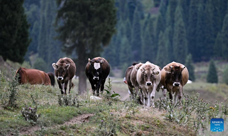 A herd of cattle is pictured at Koldeneng in Gongliu County of Ili Kazak Autonomous Prefecture, northwest China's Xinjiang Uygur Autonomous Region, on Aug. 2, 2025. Photo: Xinhua