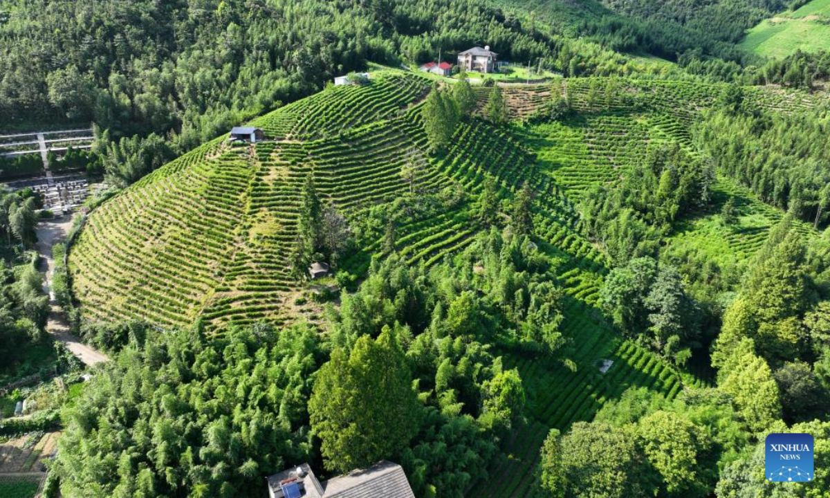 An aerial drone photo taken on Aug. 5, 2025 shows a tea hill at Jingshan Village in Yuhang District of Hangzhou City, east China's Zhejiang Province. Jingshan Village, located in Yuhang District of Hangzhou City, east China's Zhejiang Province, is celebrated for its top-notch forest coverage rate of over 96 percent.

In recent years, the village has been boosting coordinated development of its tea industry and tourist service through creative projects such as digital tea gardens and low-carbon homestays, aiming to convert ecological advantages into economic propellers. (Xinhua/Mao Zhu)