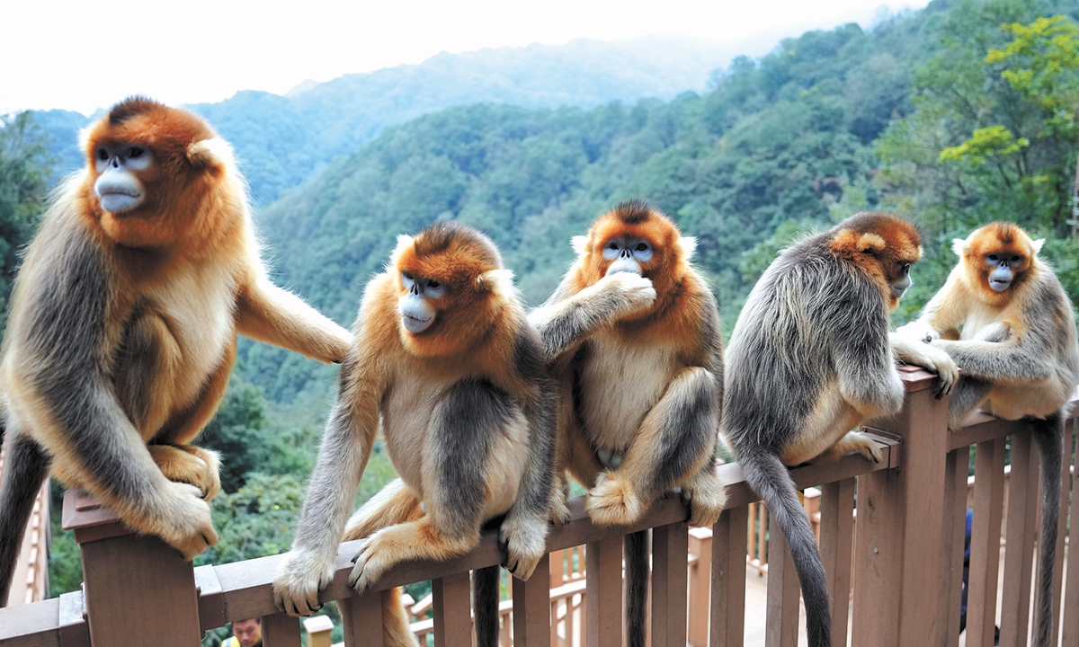 Golden snub-nosed monkeys in China's Qinling Mountains on October 17, 2024 Photo: VCG
