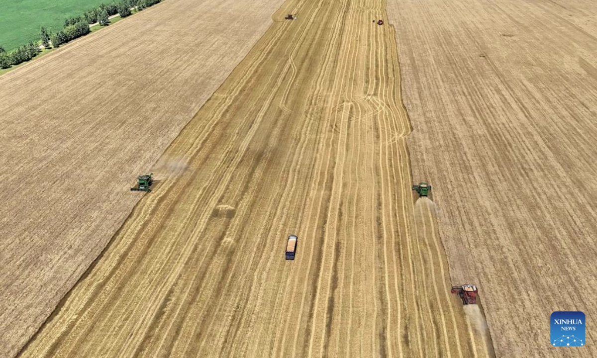 An aerial drone photo taken on Aug. 5, 2025 shows combine harvesters harvesting wheat in the field in Heihe City, northeast China's Heilongjiang Province. Heilongjiang Province, a major agricultural producer dubbed China's grain barn, has seen its crops entering the ripening stage. (Photo by Lu Wenxiang/Xinhua)