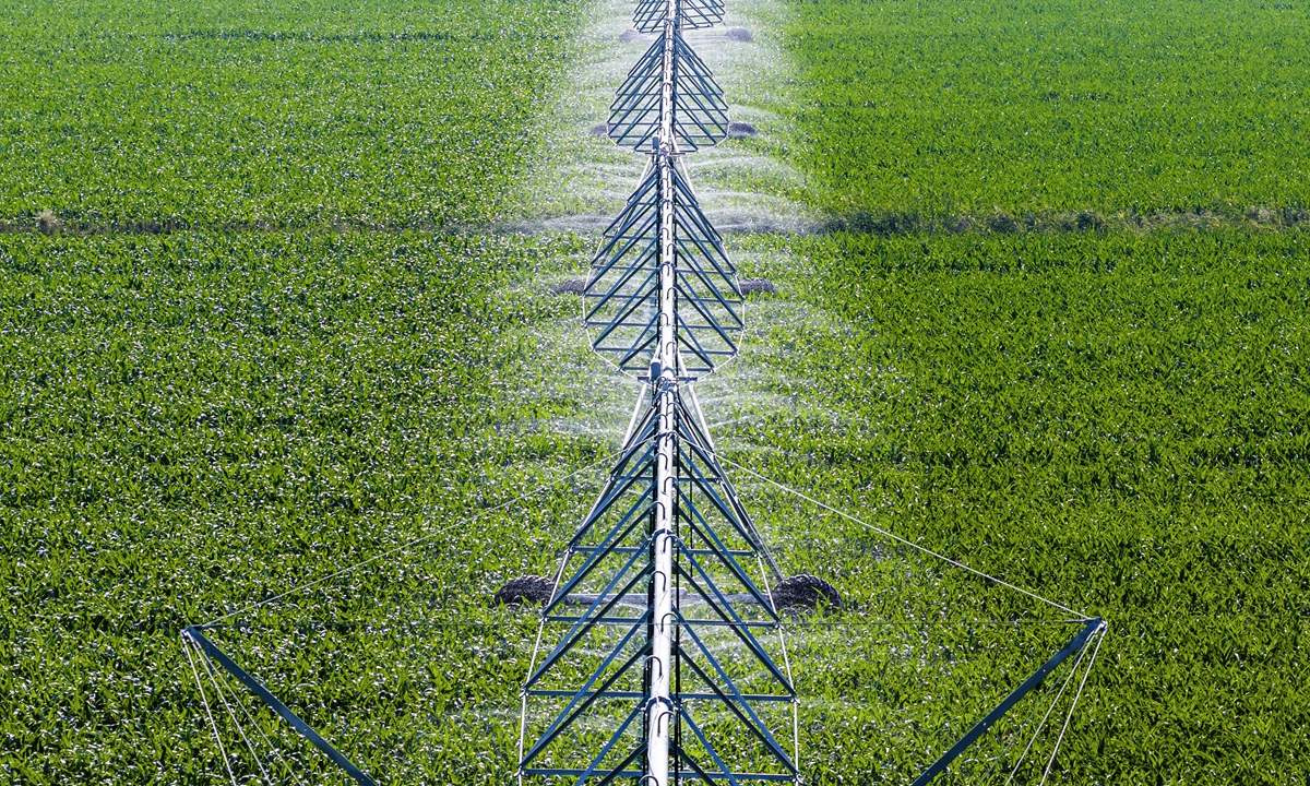 July 29, 2025 - Corn plants are now in the critical tasseling and silking stage. Farmers in Dong Village, Qingtou Town, Yongji City, Yuncheng, Shanxi Province, are busy irrigating and fertilizing the cornfields to ensure a bumper harvest. Photo: VCG