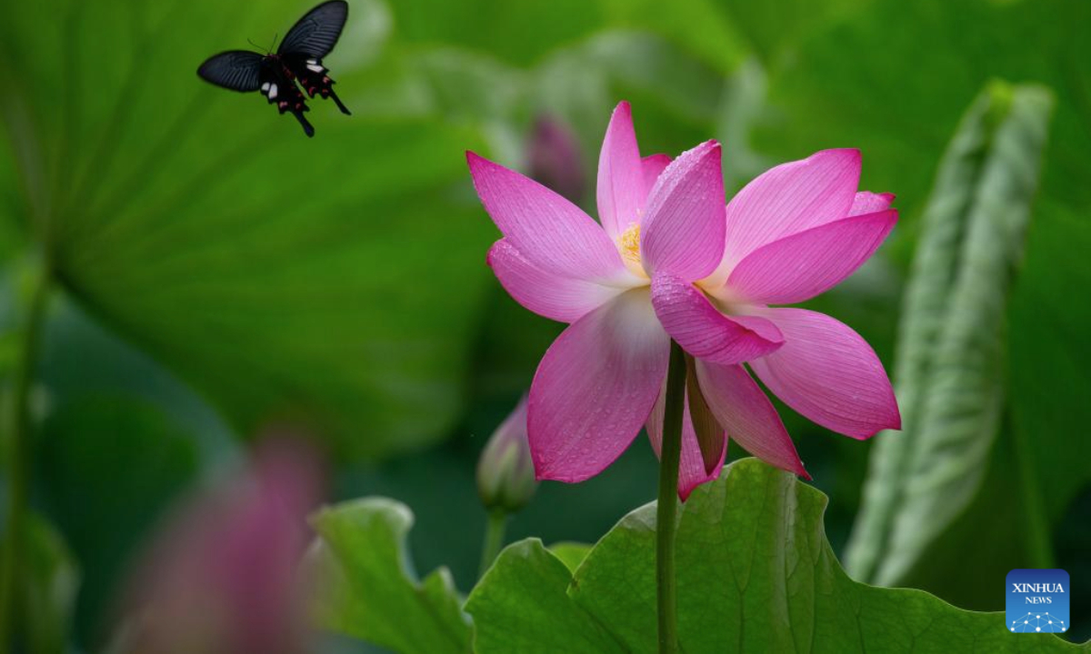 This photo taken on July 6, 2025 shows a lotus flower at Daguan Park in Kunming, southwest China's Yunnan Province. (Photo by Yang Junpeng/Xinhua)