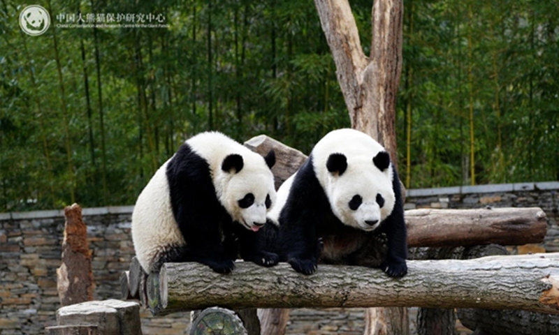 Photo: From China Conservation and Research Center for the Giant Panda 