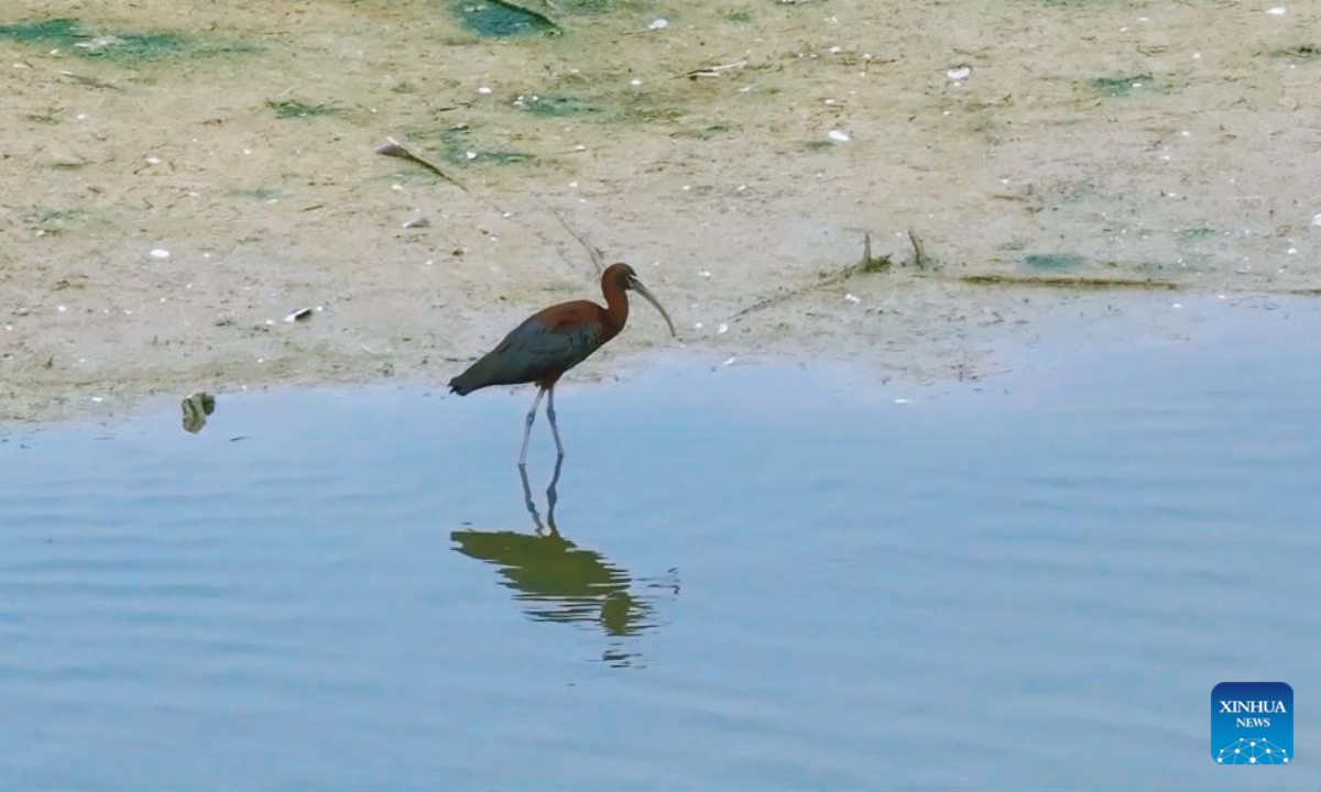 This photo taken on Aug. 6, 2025 shows a glossy ibis at Hengshui Lake National Nature Reserve in Hengshui, north China's Hebei Province. (The resource protection bureau of Binhu New District/Handout via Xinhua)
